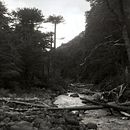 Mi proyecto del curso: Revelado analógico en blanco y negro. Un progetto di Fotografia, Belle arti e Fotografia analogica di Sofi Leiva Tapia - 16.11.2024