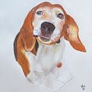 Meu projeto do curso: Retratos de pets a lápis de cor . % Sarah Garcia Pamboukian tarafından hazırlanan Geleneksel illüstras, on, Doğalcı İllüstras, Ve on projesi - 03.02.2024