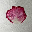 My project for course: Botanical Watercolor Illustration: Cross-hatching Technique Ein Projekt aus dem Bereich Botanische Illustration, Bildende Künste, Malerei und Aquarellmalerei von MIRELE HASSELQVIST - 23.11.2024
