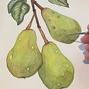 Mi proyecto del curso: Ilustración botánica realista: conecta con la naturaleza Ein Projekt aus dem Bereich Botanische Illustration, Naturalistische Illustration, Malerei und Aquarellmalerei von Maria Eugenia Dudok Gonnet - 29.11.2024