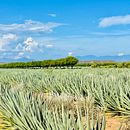 Ggg. Narrativa, e Escrita de não ficção projeto de ny_antsa - 04.12.2024