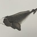 Ballena Boreal. Un proyecto de Ilustración naturalista				, Pintura, Pintura a la acuarela y Bellas Artes de javramirez1603 - 07.12.2024