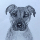 Bestest Granddog Loki. Drawing, Fine Arts, Naturalistic Illustration, Pencil Drawing, and Realistic Drawing project by awandering - 12.09.2024