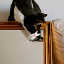 Mis gatos, ¿nuevo elemento fotográfico? . % Ana Blanco tarafından hazırlanan Fotoğrafçılık, Güzel Sanatlar Fotoğrafçılığı, Portre Fotoğrafçılığı, Fotoğrafik A, dınlatma, Ve İç Mekan Fotoğrafçılığı projesi - 12.09.2024