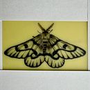 Moth pepper shading . Traditional illustration, and Tattoo Design project by wioleta_ciosek - 12.10.2024