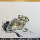 Collared Pika. Un proyecto de Ilustración naturalista				 y Pintura a la acuarela de S Carriere - 16.12.2024