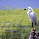 Garza en proceso. Un progetto di Composizione fotografica, Fotografia, Fotografia digitale, Ritocco fotografico e Teoria del colore di fotos_fcolopez - 19.12.2024