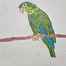 Proyecto final del curso Cotorra Puertorriqueña  Ein Projekt aus dem Bereich Realistische Zeichnung, Traditionelle Illustration, Aquarellmalerei und Naturalistische Illustration von Wilneliz Quiñones Benítez - 21.12.2024