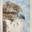 Juvenile Cooper's Hawk. Projekt z dziedziny R, sunek realist, czn, Trad, c, jna ilustracja, Ilustracja naturalist, czna i Malowanie akwarelą użytkownika rabbitrebel - 21.12.2024