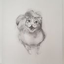 My cat Moody meowing Ein Projekt aus dem Bereich Zeichnung, Bildende Künste, Porträtzeichnung und Naturalistische Illustration von Migyeong Kang - 01.01.2025