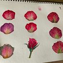 Bouquet de pétales. Pintura em aquarela e Ilustração tradicional projeto de Céline Tal'Houarn - 02.01.2025