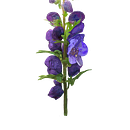 Tojad/ aconite. Un proyecto de Ilustración digital, Diseño gráfico y Dibujo de Kaja Kosiorowska - 02.01.2025