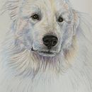 Bear Bear . Un projet de Illustration traditionnelle et Illustration naturaliste de Ingrid H - 03.01.2025