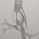 Elster. Un proyecto de Dibujo, Ilustración tradicional, Ilustración naturalista				 y Dibujo a lápiz de Rose - 04.01.2025