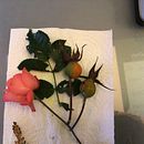 My project for course: Botanical Illustration with Watercolors. Un projet de Beaux Arts, Dessin, Illustration traditionnelle, Peinture, Aquarelle et Illustration botanique de Gerdina - 05.01.2025