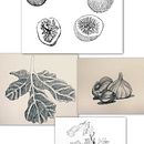 Mein Abschlussprojekt für den Kurs: Botanische Illustration. Een project van  Botanische illustratie,  Tekening, Traditionele illustratie,  Illustratie met inkt, Sketchbook y  Schetsen van Marleen Utech - 05.01.2025