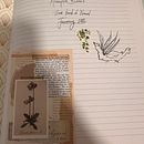 Marigold's Bloom. . Un proyecto de Creatividad, Escritura, Narrativa, Stor, telling, Escritura de ficción y Escritura creativa de Maria Salazari - 06.01.2025
