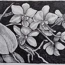 White Orchid . Un proyecto de Dibujo, Ilustración tradicional, Ilustración con tinta, Sketchbook y Bocetado de Karen Jones - 13.01.2025