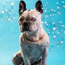 Fotografía canina  . Fotografi, Fotografi Studio, Fotografi Potret, Fotografi Ga, a Hidup, Fotografi Dokumenter, Dan Fotografi Interior proyek oleh Jaime Andres Ortega Diaz - 01.16.2025