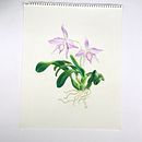 Cattleya Fidelensis. Un proyecto de Dibujo con lápices de colores de alexandre_mury - 17.01.2025
