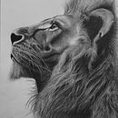 Dessin naturaliste d'animaux au crayon graphite Ein Projekt aus dem Bereich Zeichnung, Traditionelle Illustration, Naturalistische Illustration und Bleistiftzeichnung von Mélanie MATTEI - 17.01.2025