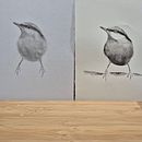 Artistic Watercolor Techniques for Illustrating Birds- Brush Strokes. Un progetto di Disegno, Belle arti e Artigianato di Paolo - 21.01.2025