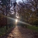 As aventuras do elefante, da banana e da ervilha na floresta encantada. Un projet de Littérature jeunesse, Écriture créative, Écriture de fiction, Narration , et Écriture de zootec_passos - 22.01.2025