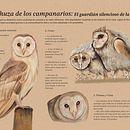 Infografía de la lechuza de los campanarios. Realistic Drawing, Traditional illustration, Digital Illustration, and Naturalistic Illustration project by Valeria Ortiz Martinez - 01.22.2025