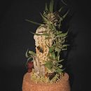 Miellisonge . Artesanato, Design floral e vegetal, e Decoração de interiores projeto de amaginarium - 24.01.2025