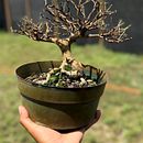 ilex vomitoria. Un progetto di Belle arti, Design floreale e vegetale e Artigianato di Alex Mendoza - 24.01.2025