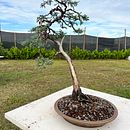 Creating a Bunjin Style Bonsai. Un progetto di Artigianato, Design floreale e vegetale, Belle arti, DIY e Design di Alex Mendoza - 24.01.2025