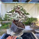 Styling a juniper from raw material . Un progetto di Artigianato, Belle arti, DIY, Design e Design floreale e vegetale di Alex Mendoza - 24.01.2025