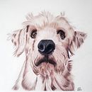 Anibal en lápices de colores. Un proyecto de Ilustración tradicional, Dibujo y Dibujo con lápices de colores de Estefania De La Concha - 24.01.2025