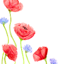 amapolas . Ilustrasi Botani, Ilustrasi tradisional, Lukisan, Dan Lukisan Cat Air proyek oleh Patricia Es - 01.31.2025