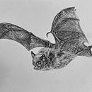 Drawing a Bat, Step-by-Step. Drawing & Ink Illustration project by Anna Wilson - 02.03.2025