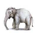 Elefante asiático en acuarelas. Un progetto di Disegno realistico, Illustrazione tradizionale, Illustrazione naturalistica e Pittura ad acquerello di Lea Prado - 07.02.2025
