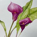 ILUSTRACIÓN DE DUBUJO. Un projet de Beaux Arts, Dessin, Illustration traditionnelle, Peinture, Aquarelle et Illustration botanique de Justin Aguinaga - 14.02.2025