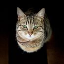 Toto - el gato de mi hermana. Un projet de Photographie de portrait de Katherine González - 25.02.2025