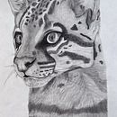 Ocelot - Graphite Illustration. Un projet de Dessin, Illustration traditionnelle, Illustration naturaliste, Dessin au cra , et on de Shaylyn Berntson - 01.03.2025