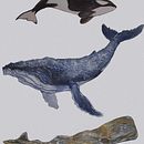 Ilustración de ballenas con acuarelas. Ilustração naturalista, Pintura, Pintura em aquarela, e Artes plásticas projeto de Adrian Yugo - 02.03.2025