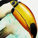 TUcan. Projekt z dziedziny Trad, c, jna ilustracja,  Sztuki piękne,  R, sunek,  Malarstwo, Malowanie akwarelą, Stor, telling, Ilustracje dla dzieci, Portret, Ilustracja naturalist, czna,  R, sunek art, st, czn, Ilustracja w i dawnicza użytkownika James Parisi - 03.03.2025