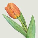 Tulip stationary set. Un proyecto de Bellas Artes, Dibujo, Ilustración tradicional, Pintura, Pintura a la acuarela e Ilustración botánica de marieke - 04.03.2025