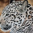 Jaguar . Traditional illustration project by j_koroneko - 03.06.2025