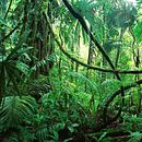 Mi Tienda de Mascotas LA JUNGLA. Un proyecto de Programación de Antonio Chianese - 06.03.2025