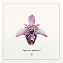 Orchidées à l'aquarelle. Un proyecto de Bellas Artes, Dibujo, Ilustración tradicional, Pintura, Pintura a la acuarela e Ilustración botánica de Emma Badouard - 07.03.2025