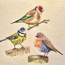 Illustrating Birds . % taniyadennison tarafından hazırlanan Geleneksel illüstras, on, Sulubo, a Resim, Gerçekçi Çizim, Doğalcı İllüstras, Ve on projesi - 03.09.2025