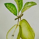 Peras en su rama. Een project van Naturalistische illustratie, Schilderij y Aquarelschilderen van oligardom3 - 13.03.2025