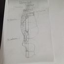 Dibujo anatómico para principiantes. Un proyecto de Bellas Artes, Dibujo, Dibujo a lápiz, Dibujo realista, Dibujo anatómico y Bocetado de Adrián Miranda Guadalupe - 14.03.2025