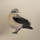 Naturalist Watercolor: Final project . % Veronika Halamková tarafından hazırlanan Geleneksel illüstras, on, Doğalcı İllüstras, on, Sulubo, Ve a Resim projesi - 03.14.2025