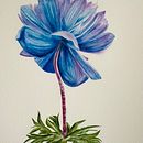 Anemone. Een project van  Botanische illustratie,  Beeldende kunst, Schilderij y Aquarelschilderen van Alessandra Roncagliolo - 14.03.2025